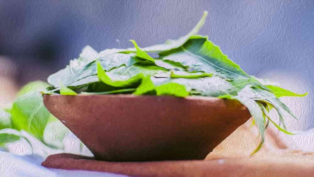 নিমের অনেক গুণ।