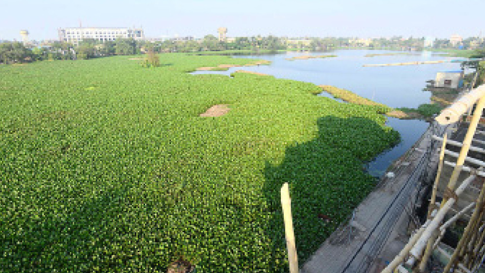 কচুরিপানায় ঢাকা সাঁতরাগাছি ঝিলের একাংশ।