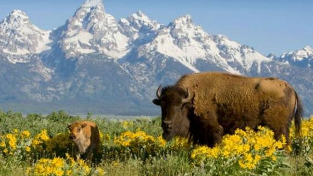 এখন যে হেতু পার্কের অন্তর্গত ইদাহো জেলার অংশে কোনও বসতিই নেই, তাই সংবিধান অনুযায়ী এই অংশের অপরাধের বিচার করারও কেউ নেই। ফলে একজন খুন করেও পার পেয়ে যেতে পারে অবলীলায়।