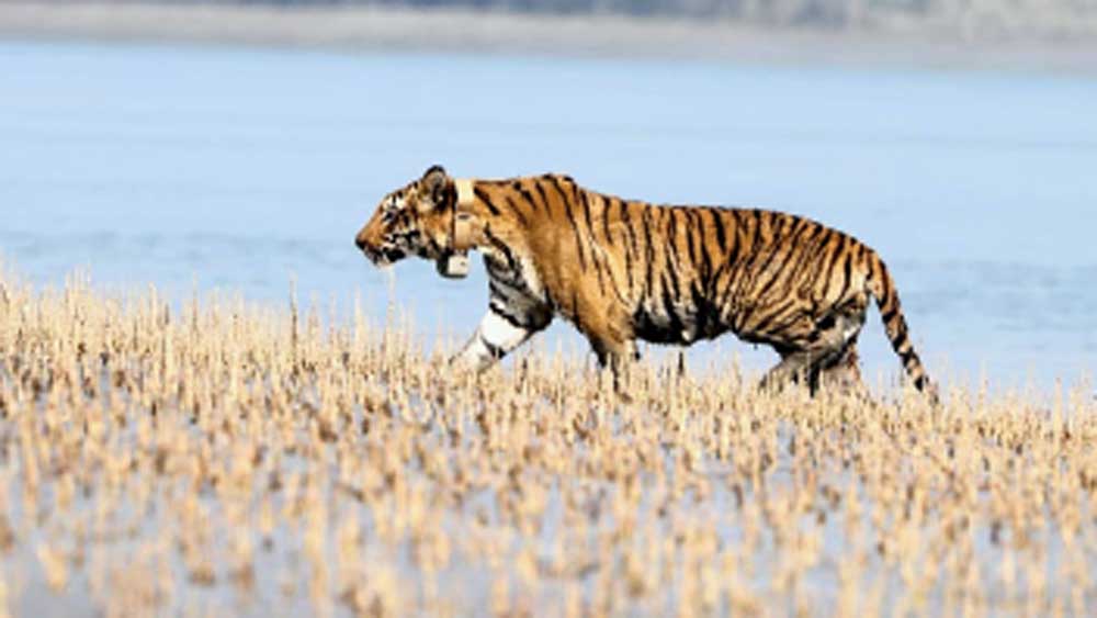 নিখোঁজ : রেডিয়ো কলার পরানো এই বাঘটির হদিশ মিলছে না। 