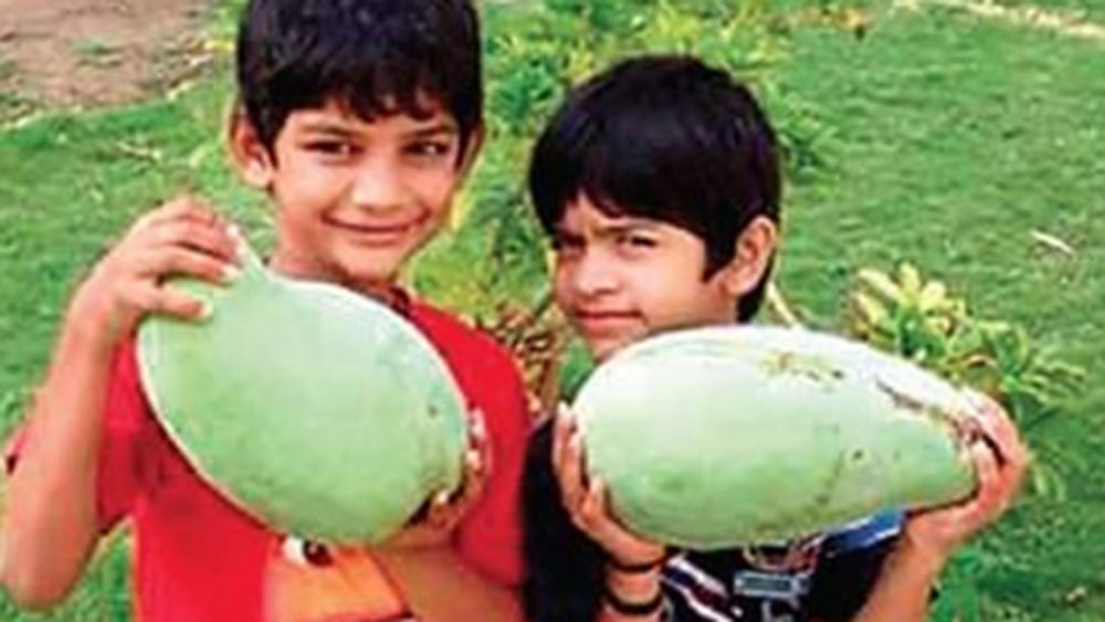 জানা যায়, এর উৎপত্তি আফগানিস্তানে। তবে কী ভাবে আফগানিস্তান থেকে এ দেশে এসে পৌঁছল এই গাছের প্রজাতি, তা পরিষ্কার নয়।  তার এ রকম অদ্ভুত নামকরণের সঙ্গে সম্রাজ্ঞী নুরজাহানের কোনও সম্পর্ক রয়েছে কি না, সেটিও স্পষ্ট নয়।