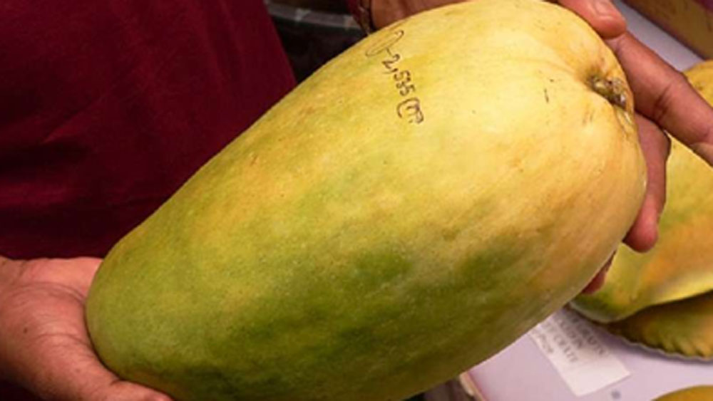 কাট্ঠিওয়ারার এক নুরজাহান আমচাষি শিবরাজ সিংহ জানিয়েছেন, ১৯৬৮ সালে এই আমের চারা গুজরাতে আনা হয়েছিল। তাঁর বাবা ঠাকুর পি সিংহ গুজরাত থেকে ওই বছর চারাগাছ কিনে মধ্যপ্রদেশে আনেন।