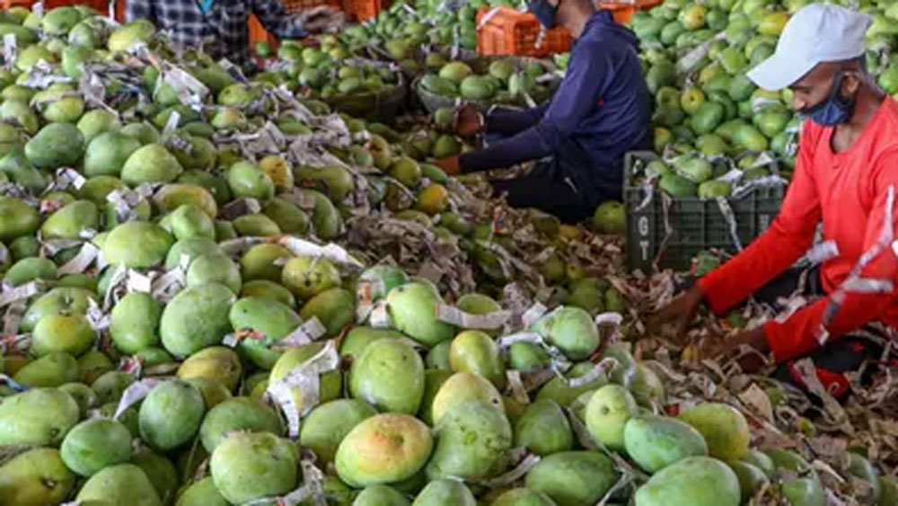 তাঁর বাগানে সাকুল্যে ৬টি নুরজাহান আম গাছ অবশিষ্ট রয়েছে। প্রতি বছরই তাতে ফল ধরে। তবে গত বছর আবহাওয়ার জন্য ফলন ভাল হয়নি বলে জানান তিনি।