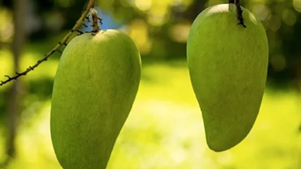 চলতি বছর এক একটি আম কত টাকায় বিক্রি হয়েছে জানেন? এক-একটি আম বি্ক্রি হয়েছে ৫০০ থেকে ১০০০ টাকায়। আমের ওজন অনুযায়ী দাম নিয়েছেন তাঁরা।