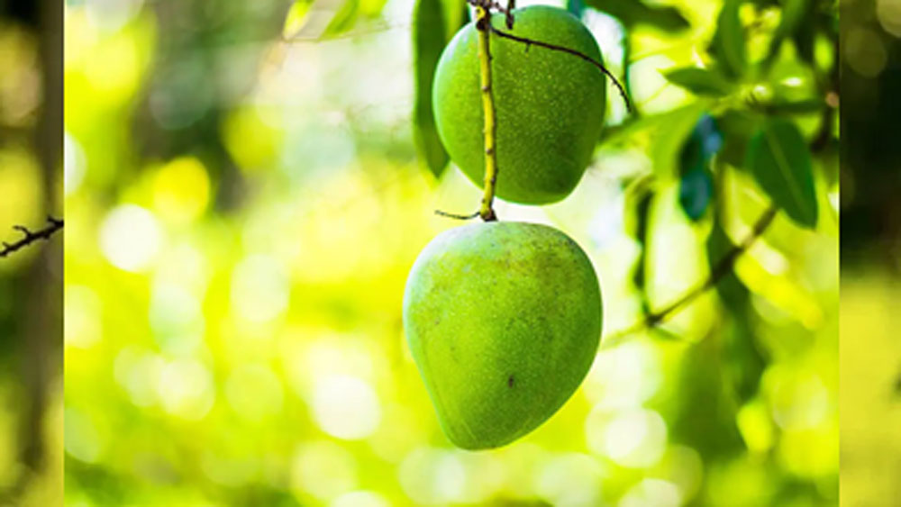 শিবরাজের বাগানে চলতি বছর মোট ২৫০টি নুরজাহান আম ফলেছে। আম পাকার অনেক আগে সেগুলি গাছে থাকা অবস্থাতেই কিনে ফেলেছেন আম ভক্তেরা। এই আমের চাহিদা এমনই।