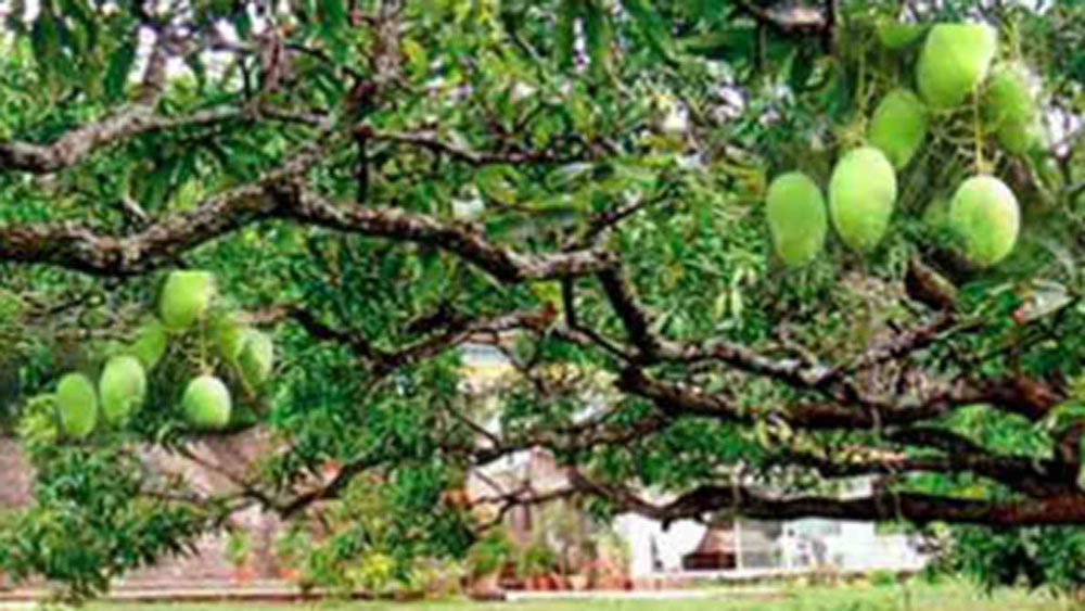 হবে নাই বা কেন? এক একটা আমের ওজনই সদ্যোজাত মানবশিশুর সমান। শিবরাজের বাগানে যে আমগুলি ফলেছে, তাদের প্রত্যেকের ওজন ন্যূনতম ২ কিলোগ্রাম!  এমনকি সাড়ে ৩ কিলো ওজনের আমও ফলেছে!