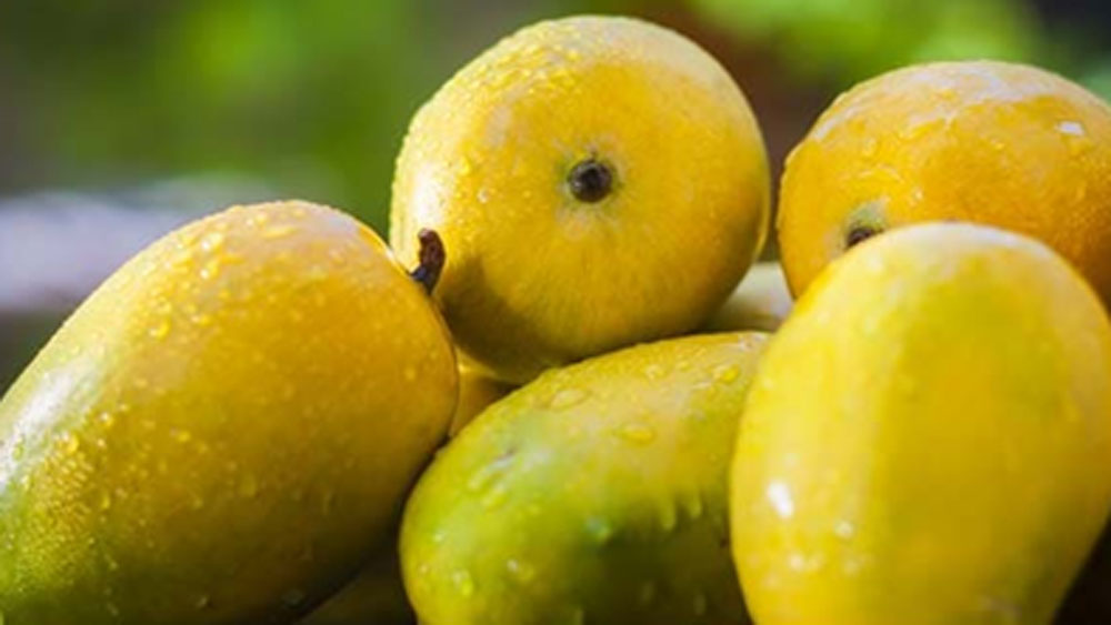 এতেই অবাক হবেন না। বিশেষজ্ঞরা জানাচ্ছেন, আগে একটি নুরজাহান আমের ওজন নাকি হত অন্তত ৫ কিলোগ্রাম। যা লম্বায় হত ১ ফুট পর্যন্ত!