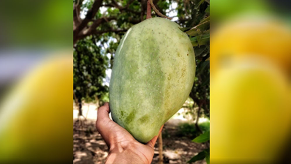 জলবায়ু পরিবর্তনের জেরে নুরজাহানের চেহারায় অনেক বদল এসেছে। দৈর্ঘ্যও কমেছে, ওজনও কমেছে। কিন্তু আম ভক্তদের কাছে কদর এতটুকু কমেনি তার।