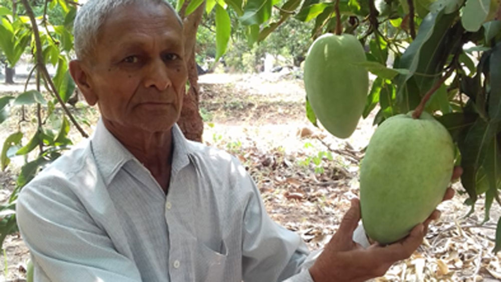 মধ্যপ্রদেশ সরকার এই বিরল প্রজাতির আম গাছ সংরক্ষণের জন্য উদ্যোগ নিয়েছে। এই বিরল প্রজাতির আমের জন্য পেটেন্ট-এর আবেদনও করেছে।