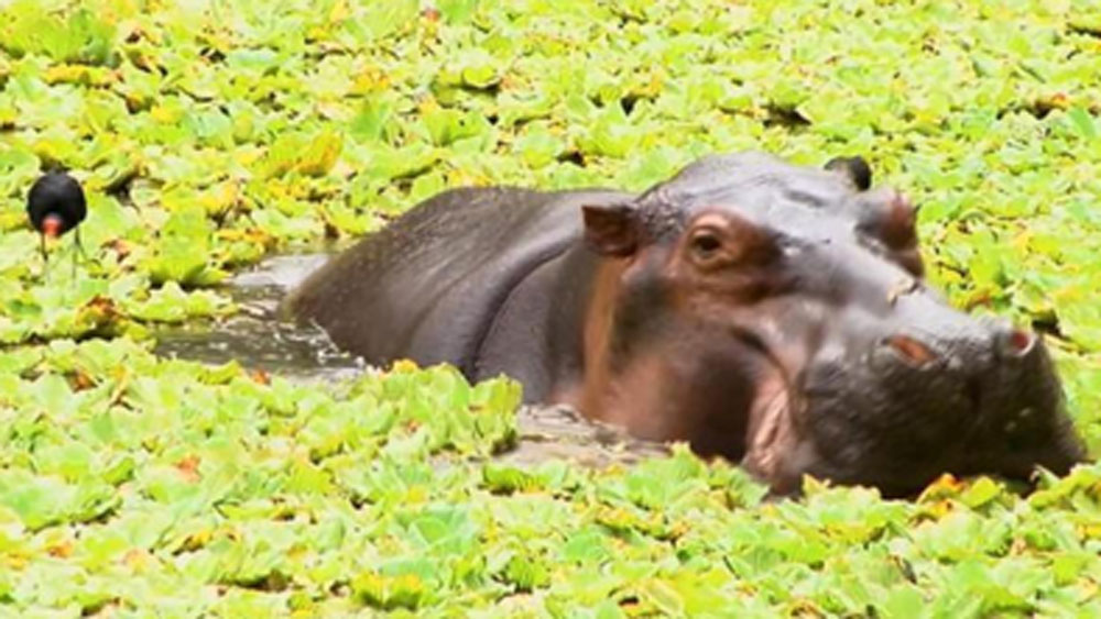 নিজের অজান্তেই সে কলম্বিয়ায় প্রথম ‘জলহস্তি প্রাদুর্ভাব’ ঘটিয়ে ফেলে। বাস্তুতন্ত্রবিদদের মতে, এসকোবারের আগে পর্যন্ত কলম্বিয়ার জলহস্তির কোনও অস্তিত্ব ছিল না।