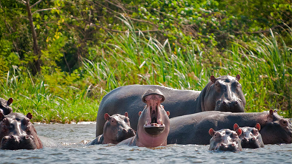 এখন পরিস্থিতি এমনই দাঁড়িয়েছে যে, জলহস্তিকে মেরে তাদের সংখ্যা কমিয়ে কলম্বিয়ার ওই অঞ্চলের পরিবেশ বাঁচানোর পরিকল্পনা করতে বাধ্য হচ্ছেন পরিবেশবিদেরা। কলম্বিয়ার প্রধান নদী ম্যাগডেলেনা এখন এই জলহস্তিদের ‘কবলে’।