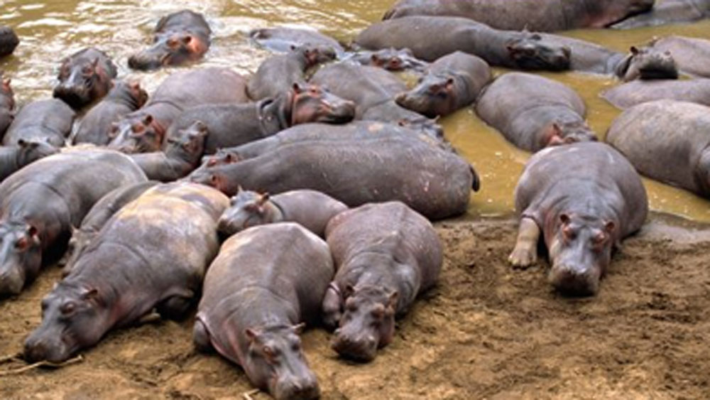 কী ভাবে ওই অঞ্চলে জলহস্তি এল? সারা বিশ্বে যেখানে প্রাণী সংরক্ষণের জন্য সরব হন পরিবেশবিদেরা, সেই তাঁরা কেনই বা প্রাণীগুলিকে মেরে ফেলার পরিকল্পনা করছেন?