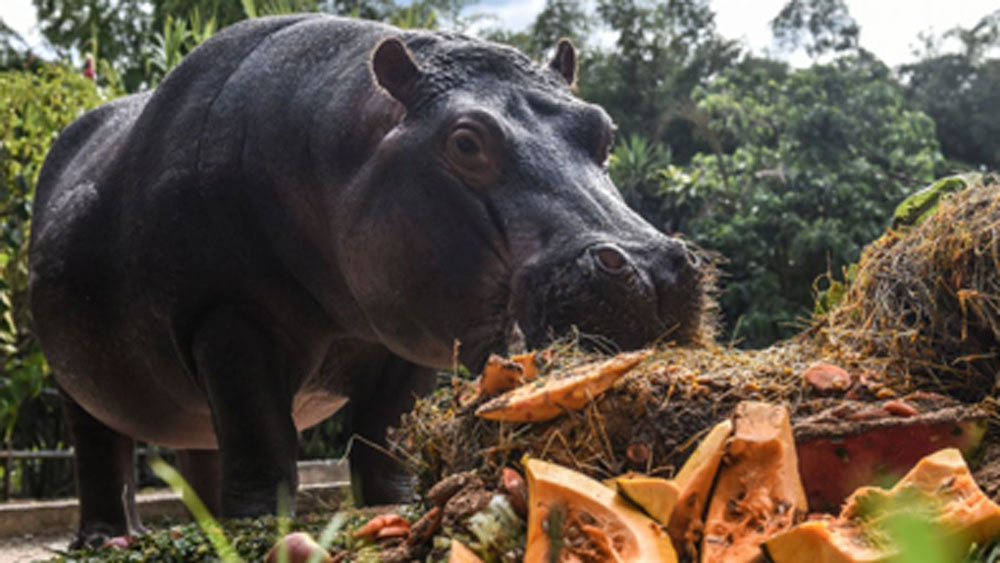 ঘটনার সূত্রপাত সাতের দশকের শেষের দিকে। খুন, চোরাপাচার, অপহরণ সবেতেই হাত পাকানো পাবলো বন্যপ্রাণী চোরাপাচারের সঙ্গেও যুক্ত ছিল।
