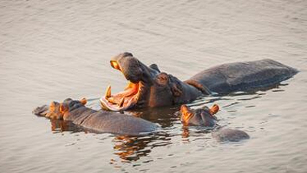 পাবলো বাড়িতে ছোটখাটো একটি চিড়িয়াখানা বানিয়ে ফেলেছিল। বন্যপ্রাণীদের সেই চিড়িয়াখানায় রেখে দিত সে। তার পর সেখান থেকে বিভিন্ন জায়গায় পাচার করে দিত।
