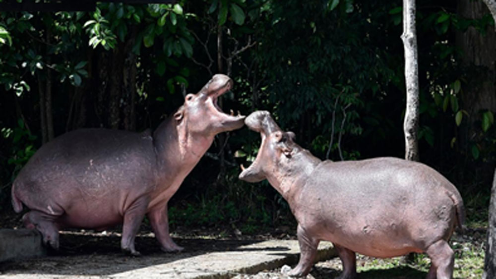পুলিশের খাতায় ‘মোস্ট ওয়ান্টেড’ পাবলোর হদিশ পেয়েই ১৯৯৩ সালে তাকে হত্যা করে পুলিশ। কলম্বিয়ার রাজধানী বগোটা থেকে ২৫০ কিলোমিটার দূরে তার বিলাসবহুল বাড়ি সিল করে দেওয়া হয়।