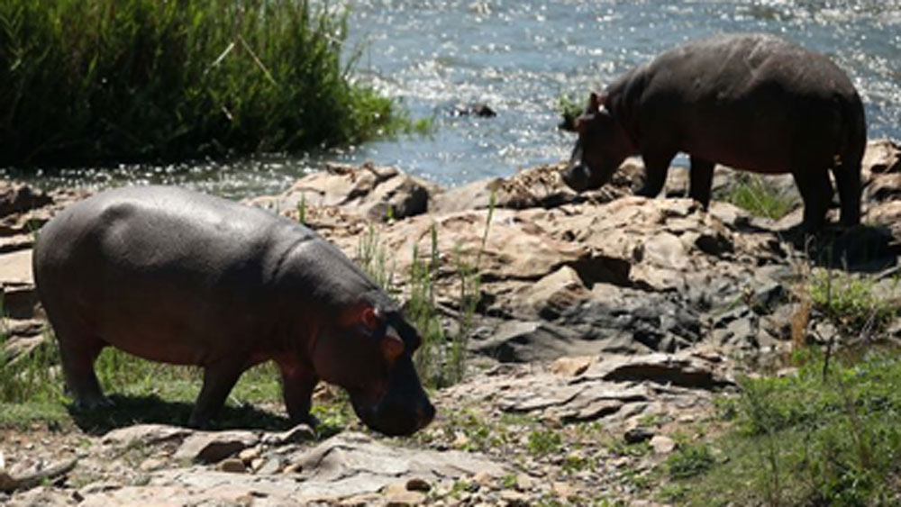 সেই বাড়িতেই ওই চিড়িয়াখানা তৈরি করেছিল পাবলো। চিড়িয়াখানায় যা পশুপাখি ছিল সবই বাজেয়াপ্ত হয়। সবগুলিতেই বিভিন্ন জায়গায় পাঠিয়ে দেওযা হয়। কিন্তু ৪টি জলহস্তিকে কোথাও পাঠানো সম্ভব হয়নি তখন।