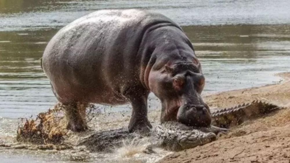 কিন্তু বাস্তবে উল্টো ঘটনাই ঘটেছে। বংশবিস্তার করে জলহস্তির সংখ্যা ক্রমে বেড়েই গিয়েছে। মাত্র ৪টি থেকে বেড়ে ১২০তে পৌঁছে গিয়েছে জলহস্তির সংখ্যা।
