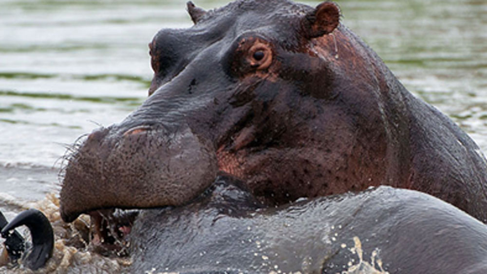 আফ্রিকার বাইরে এত বড় জলহস্তির দল সারা বিশ্বে আর কোথাও নেই। পরিস্থিতি এমন যে এ ভাবে চলতে থাকলে ২০৩৪ সাল নাগাদ ১৪০০টি জলহস্তি হয়ে যাবে সেখানে।