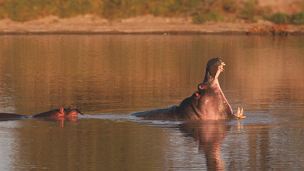 জলহস্তির বাড়তে থাকা এই সংখ্যাই পরিবেশবিদদের চিন্তার কারণ। কারণ কলম্বিয়ার ওই জঙ্গলে জলহস্তির বাড়তে থাকা সংখ্যা বাস্তুতন্ত্রের উপর প্রভাব ফেলছে। আশঙ্কা করা হচ্ছে জঙ্গলের বাস্তুতন্ত্র বদলেও ফেলতে পারে তারা। তাতে বাস্তুতন্ত্রের অন্যান্য উদ্ভিদ এবং প্রাণীর উপর প্রভাব পড়তে পারে।