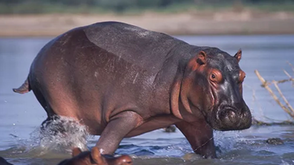 বাস্তুতন্ত্রের ভারসাম্য বজায় রাখতে গেলে প্রতি বছর অন্তত ৩০টি করে জলহস্তি মেরে ফেলতে হবে বলে জানিয়েছেন পরিবেশবিদেরা।