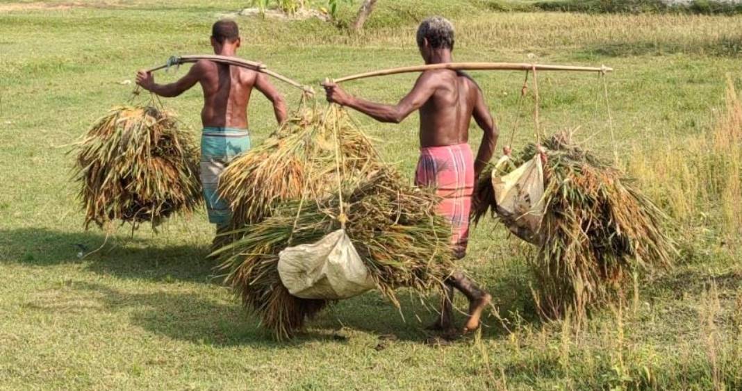 নদীর তীরের জমি থএকে আগেভাগেই ধান কেটে নিচ্ছেন কৃষকরা।