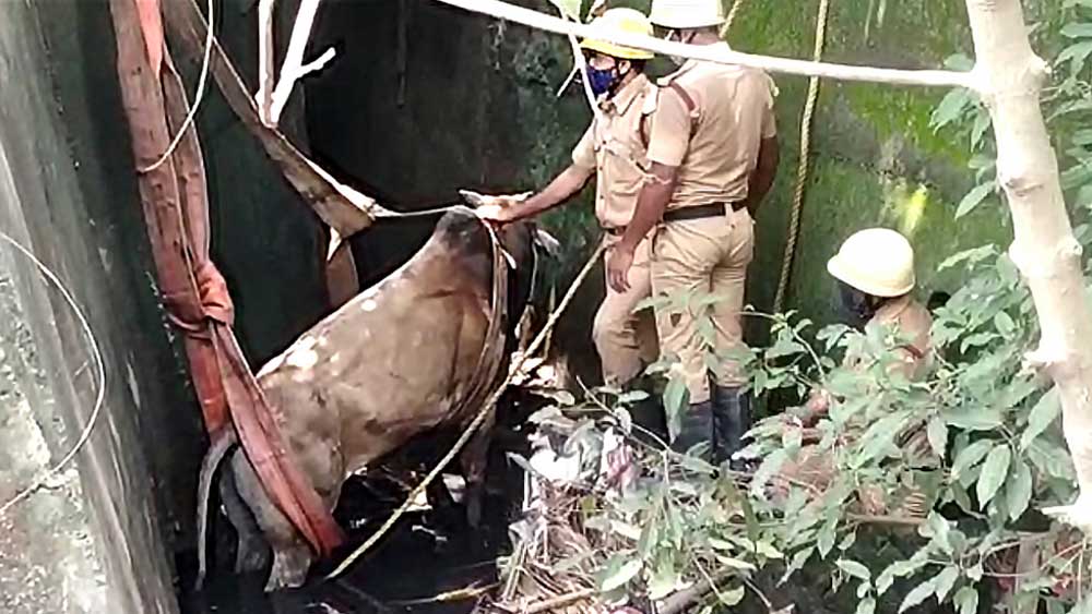 Bull rescued by firefighters from a high drain in Balurghat dgtld