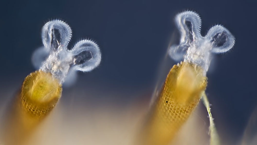সম্প্রতি সুদূর উত্তরে সাইবেরিয়ার আলাজেয়া নদীর কাছ থেকে নমুনা সংগ্রহ করে এই প্রাণীর হদিশ পান বিজ্ঞানীরা।