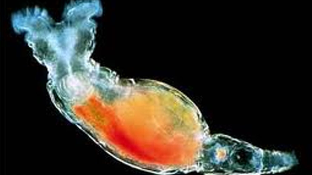 এই জীবটি রটিফার প্রজাতির। এক ধরনের আনুবীক্ষণিক জীব। বহুকোষী এই জীবটির ব্যতিক্রমী ক্ষমতা রয়েছে।