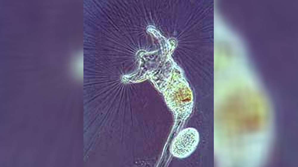 এই জীবটি ১৬৯৬ সালে প্রথম খুঁজে পান জন হ্যারিস। জীবটি সর্বোচ্চ আধ মিলিমিটার দীর্ঘ হতে পারে। মূলত স্বাদু জলেই এদের দেখা মেলে। এদের মুখের কাছে চাকার মতো অংশ থাকায় হুইল জীবও বলা হয়।