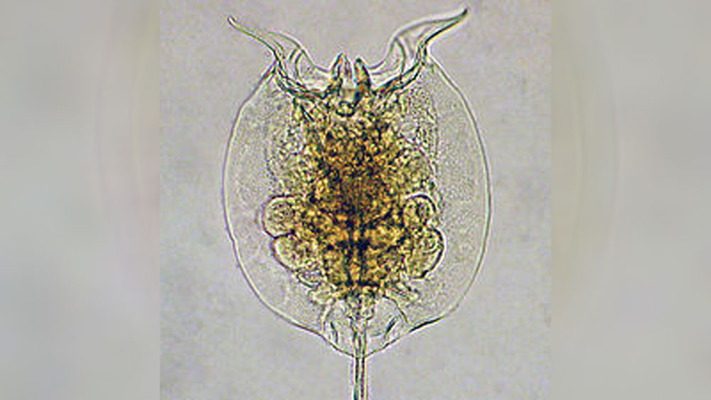 এর আগে দেখা গিয়েছে, হিমাঙ্কের ২০ ডিগ্রি সেলসিয়াস নীচের তাপমাত্রাতেও এক দশক ঘুমিয়ে কাটাতে পারে এই জীব। কিন্তু এ বার নিজের ঘুমের যাবতীয় রেকর্ড ভেঙে ফেলেছে সেটি।