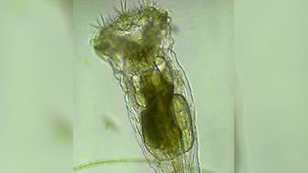 এই জীবটির দীর্ঘ বছর ঘুমিয়ে থাকার প্রমাণ এই প্রথম নয়। এই প্রমাণ আগেও পেয়েছেন বিজ্ঞানীরা।