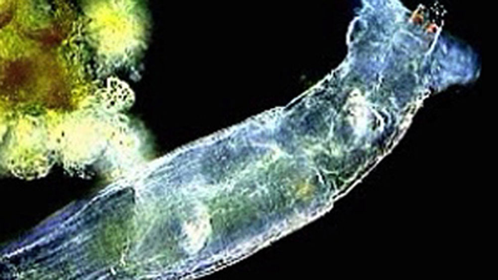 আলাজেয়া নদীর কাছ থেকে সংগ্রহ করা নমুনায় যে রটিফেরা মিলেছে তার ঘুমের বয়স অন্তত ২৪ হাজার বছর। স্বাভাবিক ভাবেই জীবটির বয়স আরও বেশি।