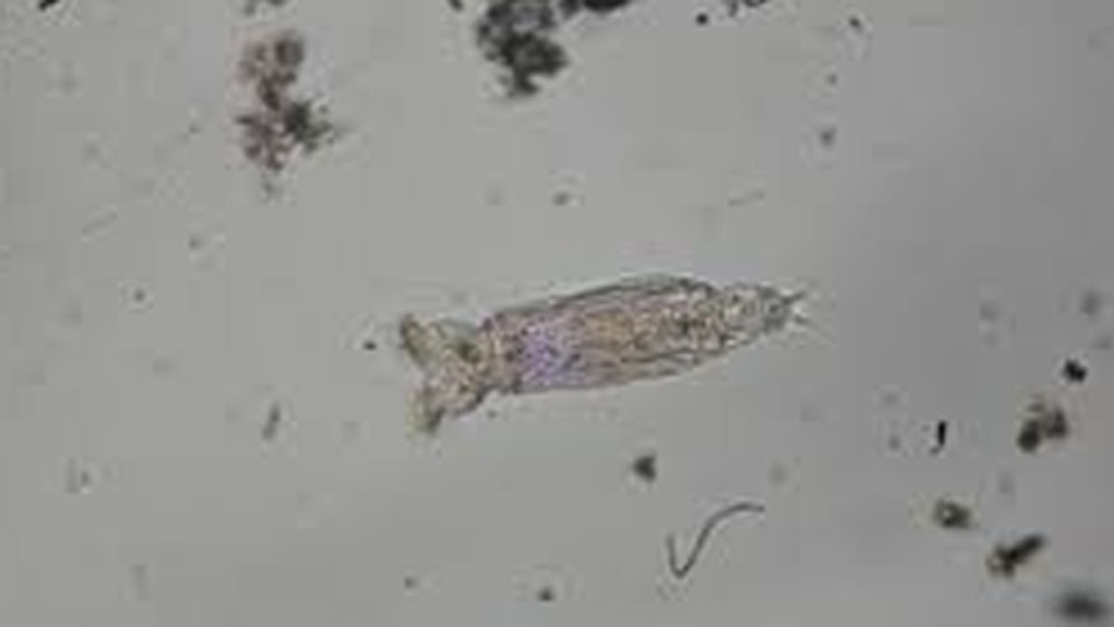 এমনকি গবেষণাগারে নমুনাটি আনার পর বিজ্ঞানীরা দেখেছেন, অনুকূল পরিবেশে সেটি আবার অযৌন জনন পদ্ধতিতে বংশবিস্তারও করতে সক্ষম। বিজ্ঞানীদের এই গবেষণা ‘কারেন্ট বায়োলজি’ নামে একটি জার্নালে প্রকাশিত হয়েছে।