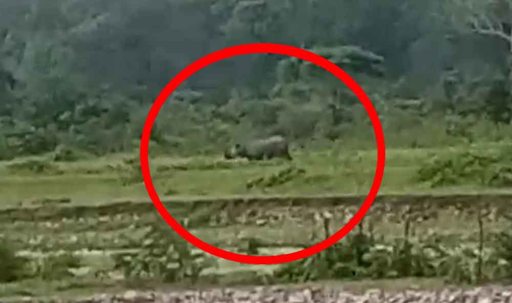 A rhino spotted near Murti river at Gorumara National Park dgtld