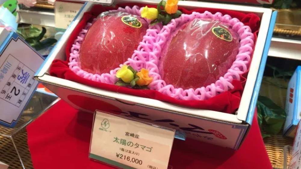 দু’টি আমের একটি বাক্সের দাম পড়তে পারে ৩ লক্ষ টাকা পর্যন্ত। বিশেষজ্ঞদের বিচারে বিশ্বের সবচেয়ে দামি আম এই মিয়াজাকিই।