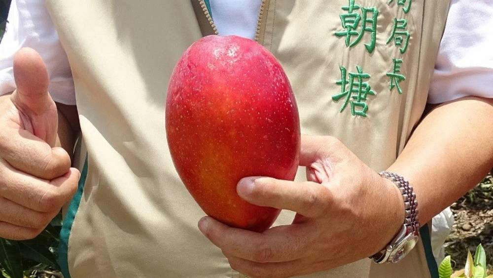 ১৯৭০-১৯৮০ সালের মাঝামাঝি জাপানে মিয়াজাকির ফলন শুরু হয়।