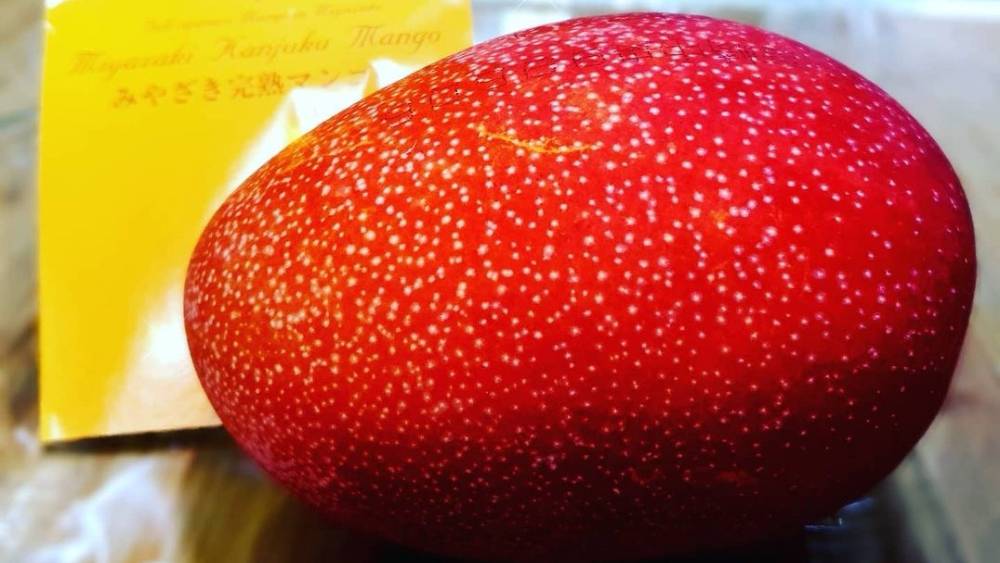 একে বিশালাকৃতি ডিম ভেবেও ভুল করতে পারেন আপনি। জাপানে অবশ্য একে আদর করে ‘তাইও-নো-তোমাগো’ অর্থাৎ ‘সূর্য কিরণের ডিম’ বলে ডাকা হয়।