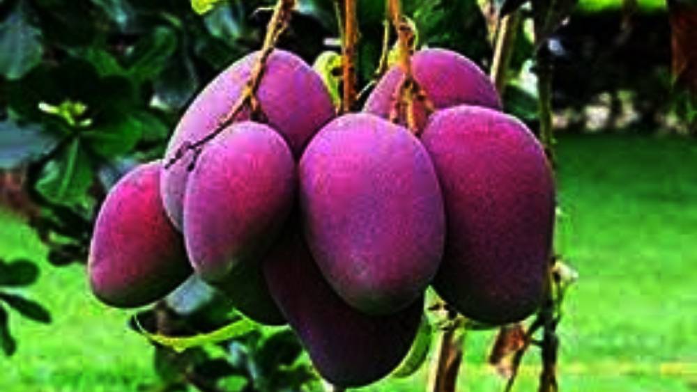 হিমসাগর, চৌষা, দশেরী, ল্যাংড়া, আলফানসো আম বিদেশে একচেটিয়া রফতানি করে ভারত। তবে এ দেশেও মিয়াজাকি পাওয়া যায়।