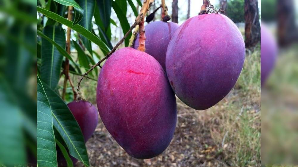 মাঝে মধ্যেই আম কিনতে চেয়ে প্রস্তাব আসছে তাঁদের কাছে। কেউ কেউ এর জন্য যে কোনও মূল্য দিতেও রাজি।