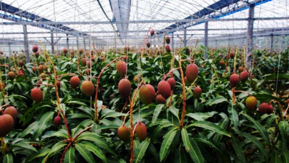 তাঁরা জানিয়েছেন, এই আম কাউকে বিক্রি করবেন না তাঁরা। বরং আমের বীজ থেকে গাছের সংখ্যা আরও বাড়ানোর পরিকল্পনা আছে তাঁদের।