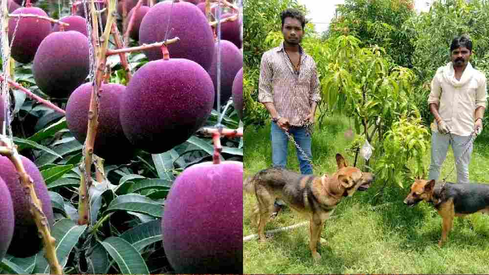 এমনকি গাছ থেকে যাতে কেউ আম চুরিও না করতে পারে, তার জন্য রক্ষী রেখেছেন মধ্যপ্রদেশের ওই দম্পতি। চার জন সশস্ত্র পাহারাদার এবং ছ’টি কুকুর দিনরাত পাহারা দেয় ওই আমগাছ।