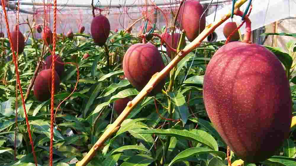 অবশ্য এই আমের নাম যে মিয়াজাকি এবং তা যে বিশ্বের সবচেয়ে দামি আম, সে ব্যাপারে বছর খানেক আগেও কোনও ধারণা ছিল না তাঁদের।