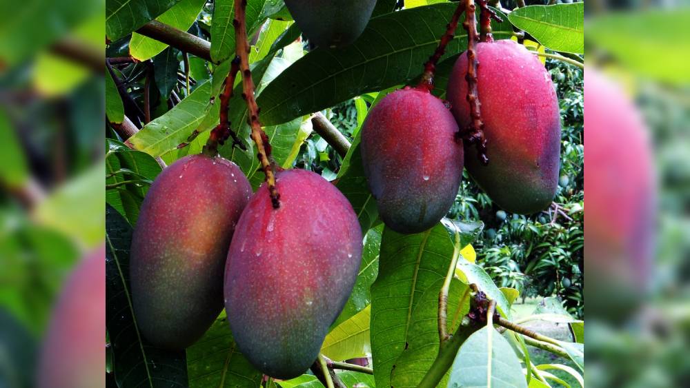 জব্বলপুরের ওই দম্পতি রানি এবং সঙ্কল্প পরিহার এক সংবাদ সংস্থাকে জানিয়েছেন, বেশ কয়েক বছর আগে সাধারণ আম গাছ ভেবেই দু’টি চারা পুঁতেছিলেন বাগানে।