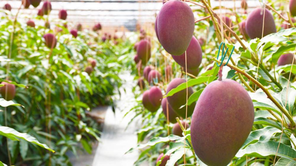 চেন্নাইয়ে নিজের বাগানের জন্য গাছের চারা কিনতে গিয়েছিলেন সঙ্কল্প। ট্রেনে তাঁকে গাছ দু’টি দেন এক ব্যক্তি। তাঁর কথায়, ‘‘চারাগাছ দু’টি দিয়ে লোকটি বলেছিল, এদের নিজের সন্তানের মতো যত্ন কোরো।’’