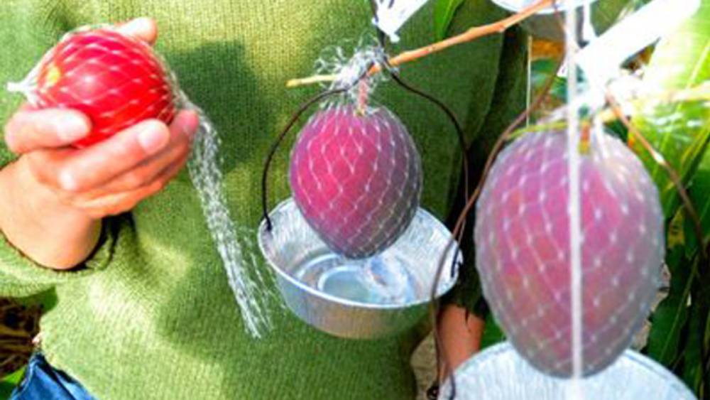 পরে গাছের ফল আর তার অদ্ভুত রং দেখে অবাক হন দু’জনেই। সঙ্কল্পের কথায়, ‘‘আমার চেনা কোনও আমের প্রজাতি যে নয় সেটা বুঝেছিলাম।  মায়ের নামে ওই আমের নাম রেখেছিলাম ‘দামিনী’।’’