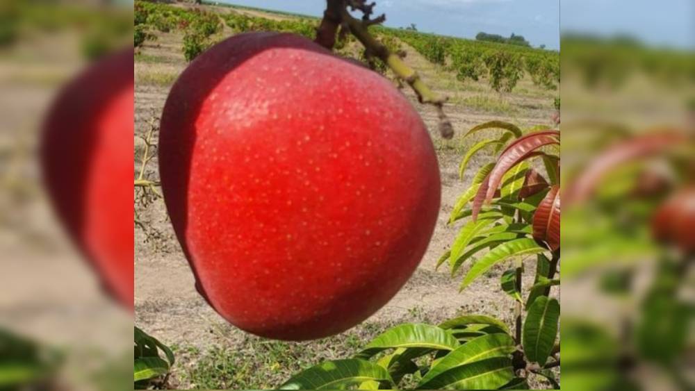 দামিনী যে জাপানের মিয়াজাকি তা সঙ্কল্পরা জানতে পারেন কিছু দিন পরে। তত দিনে আম কিনতে চেয়ে, গাছ ভাড়া নিতে চেয়ে একের পর এক প্রস্তাব আসতে শুরু করেছে তাঁদের কাছে। কেউ একটা আমের জন্য ২১ হাজার টাকা পর্যন্ত দিতে চেয়েছেন। কারও আবার দামের পরোয়া নেই, যত চাই তত দিতে প্রস্তুত।