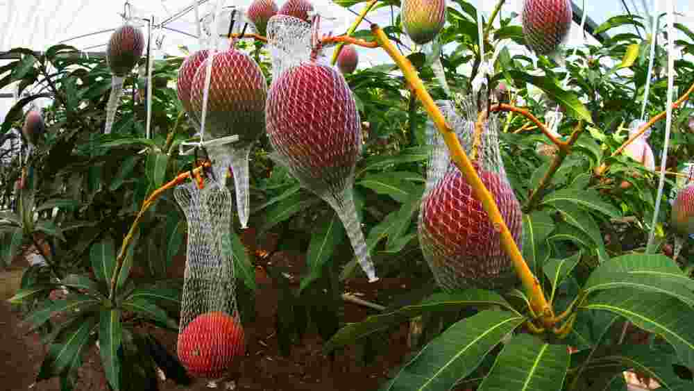 বিরল আম! এলাকায় তার খবর ছড়াতে দেরি হয়নি। ফল চুরির চেষ্টাও হয়েছে বেশ কয়েক বার। বাধ্য হয়েই গাছ পাহারার ব্যবস্থা করেন রানি এবং সঙ্কল্প।