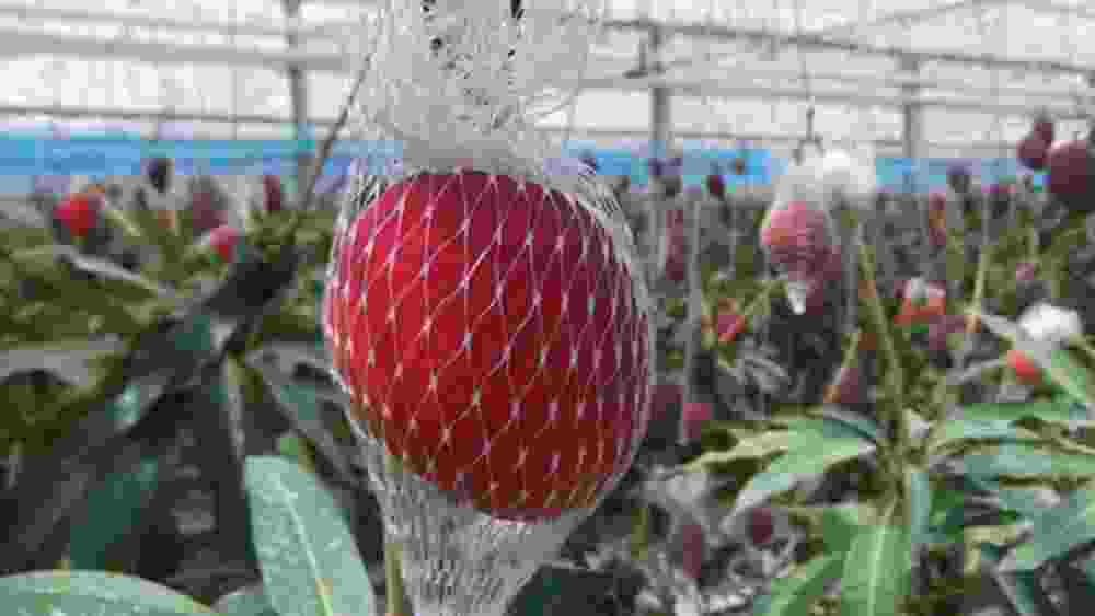 রোদের তাপ যাতে আমের চারপাশে সমান ভাবে পড়ে তার জন্য জাল দিয়ে মুড়ে রাখা হয় আমগুলিকে।