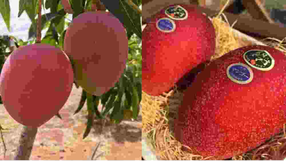 মধ্যপ্রদেশের কৃষি দফতরের প্রাক্তন অধিকর্তা জি এস কৌশল জানিয়েছেন, এর আগে আফগানিস্তানের নুরজাহান আম শিরোনামে এসেছিল তার দামের জন্য। মিয়াজাকির ক্ষেত্রেও তাই হয়েছে। এই আম তার গুণ বা স্বাদের জন্য নয় দামের জন্য চর্চার কেন্দ্রে।