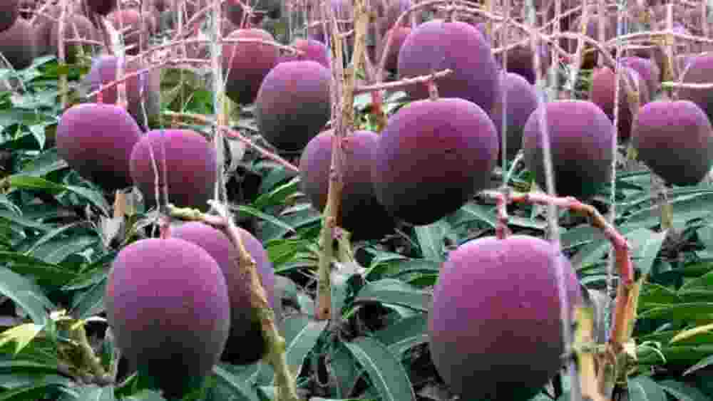 নুরজাহানের এক একটি আমের দাম ছিল ৫০০ থেকে ১০০০ টাকা। মিয়াজাকির দর অবশ্য তার থেকে অনেকটাই বেশি।